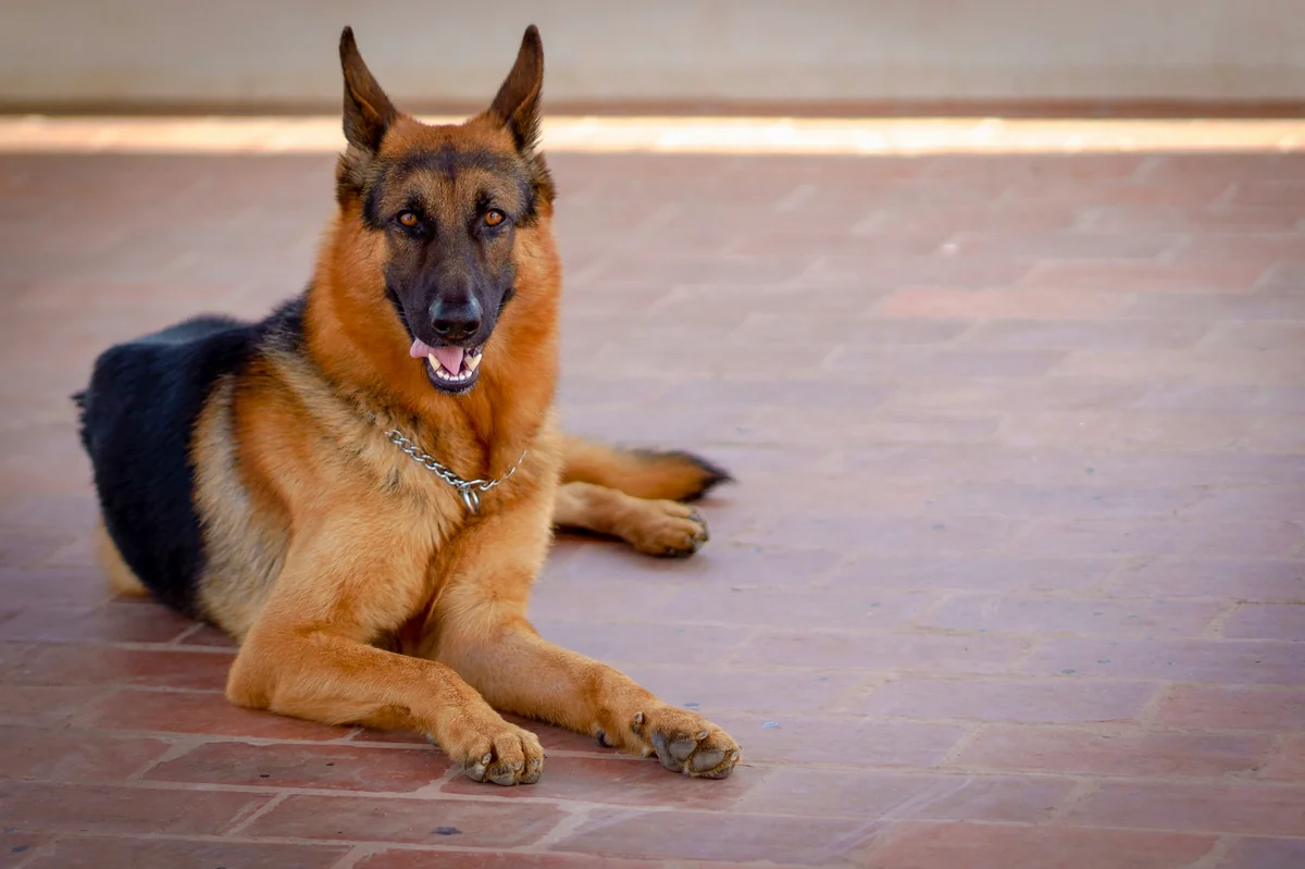 German Shepherd - tough guard dog names