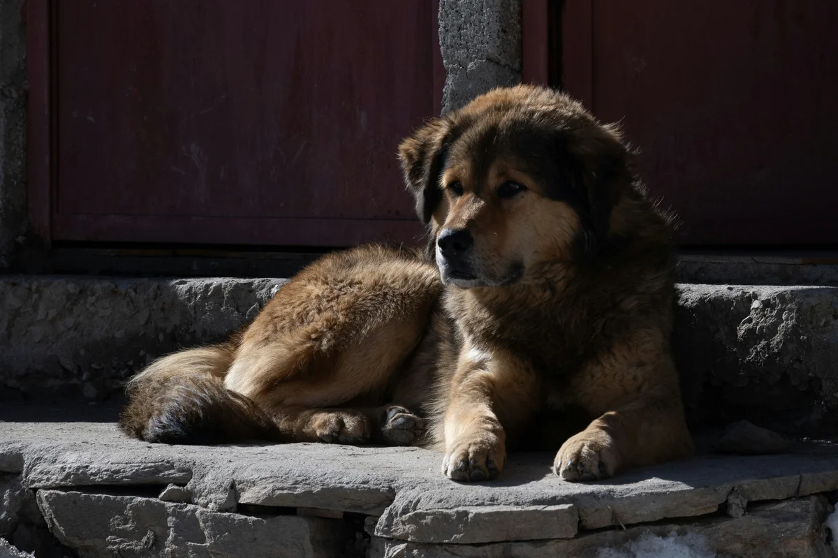 a large brown dog laying on top of a stone step - tough guard dog names