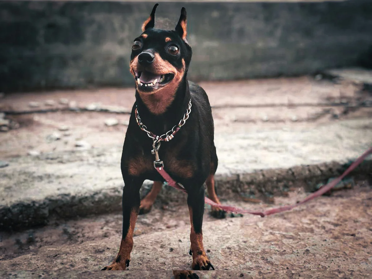a black and brown dog standing on top of a sidewalk - tough guard dog names
