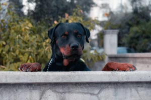 tough guard dog names: A Complete Guide