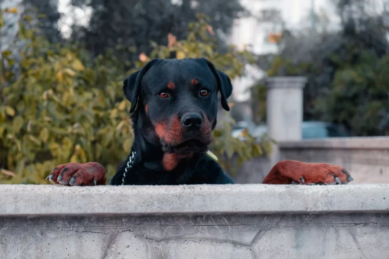 tough guard dog names: A Complete Guide