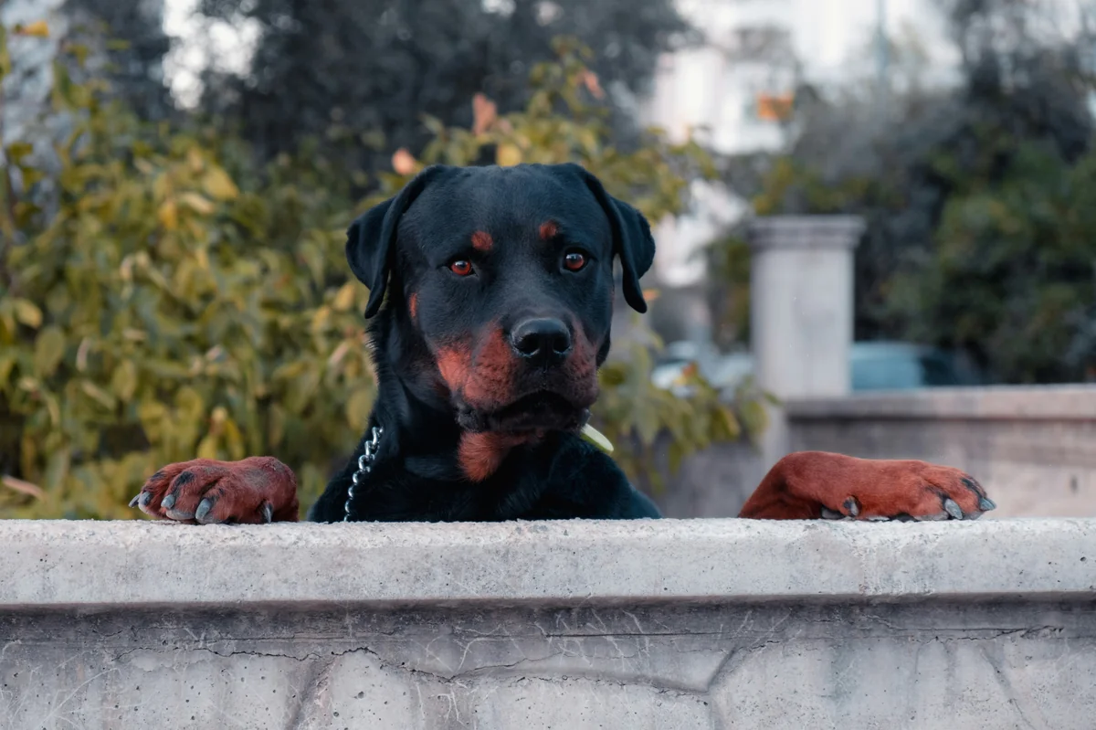 Tough guard dog names: A Complete Guide - tough guard dog names