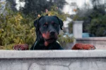 Tough guard dog names: 9 Best for Strong, Fearless Dogs - tough guard dog names