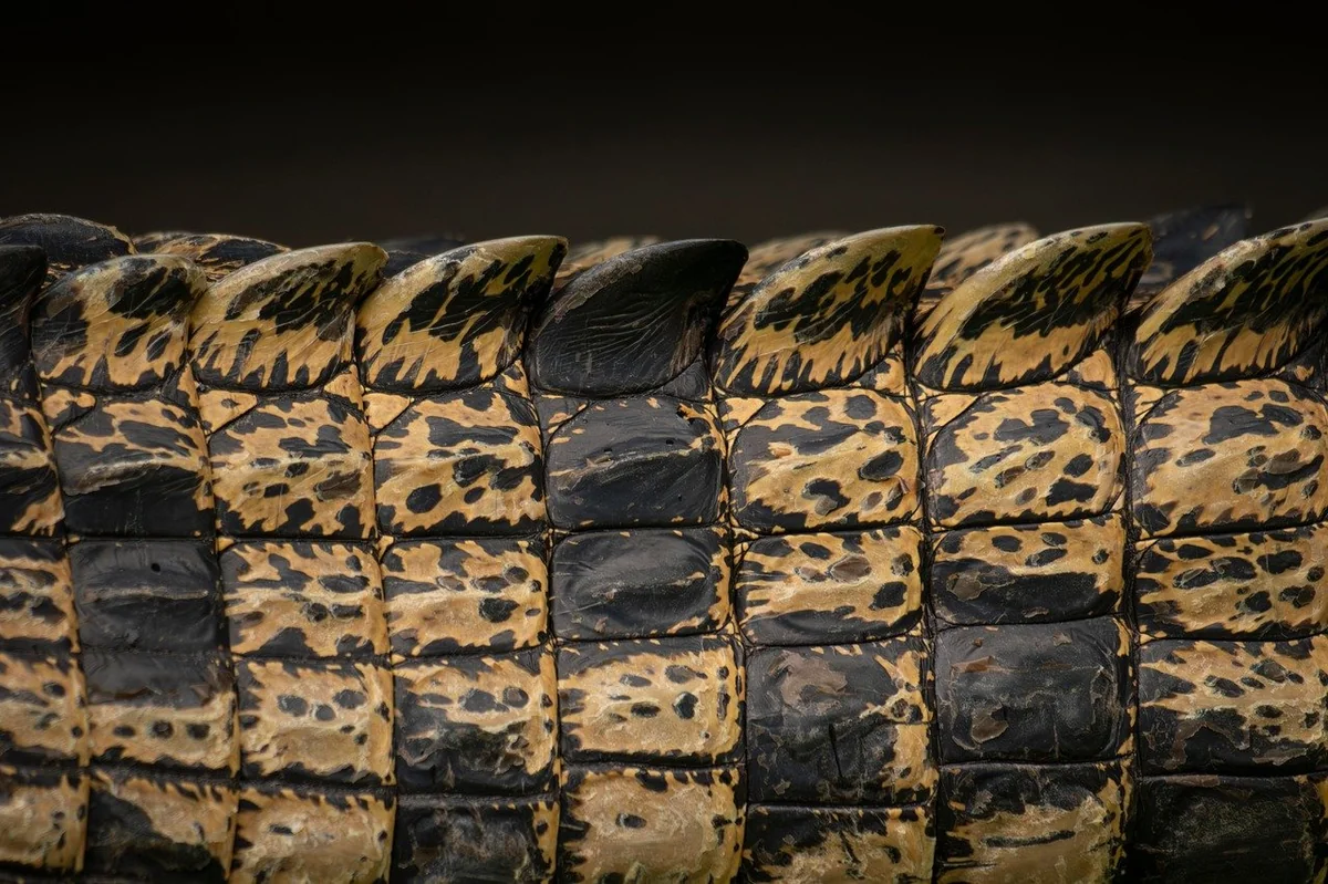 crocodile, saltwater, saltwater crocodile, crocodylus porosus, nature, australia, reptile, animal - tough names for pitbulls male