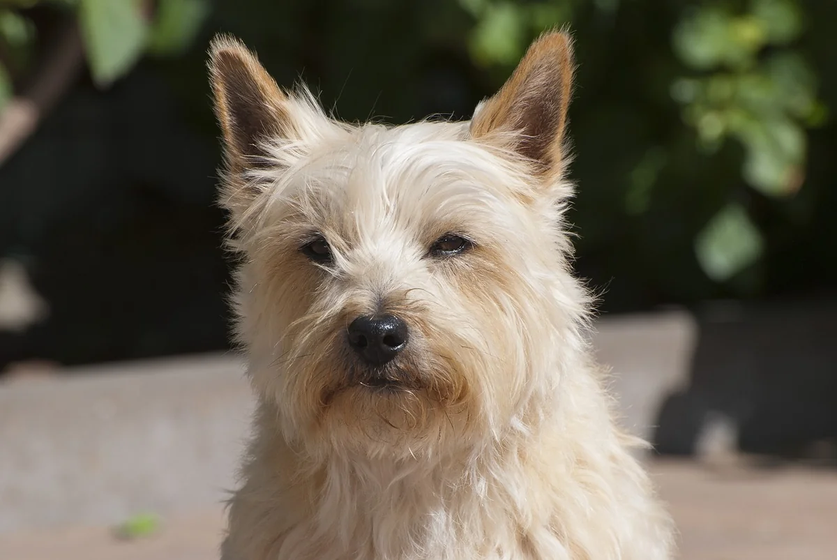 cairn terrier, scottish, animal, dog, playful intelligent, male, pet, tough, fearless, assertive, active, sweet dog, nature, brown pets - tough names for pitbulls male