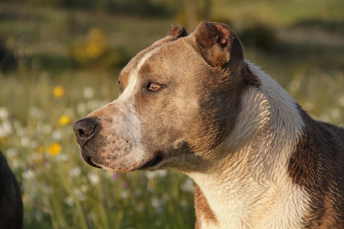 animal, dog, nature, pet, pitbull - tough names for pitbulls male