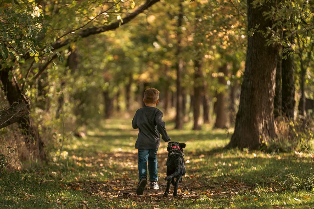 borador, little boy, forest, trail, woods, labrador, running, dog, puppy, animal, canine, fall, autumn, outdoors, boy, pet, friends, nature, best friends - unique boy dog names