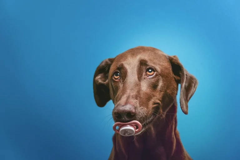 unique boy dog names: 250+ Creative Name Ideas: Expert Guide