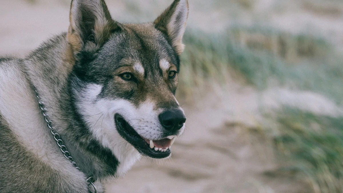 Portrait of a beautiful wolfdog - viking dog names