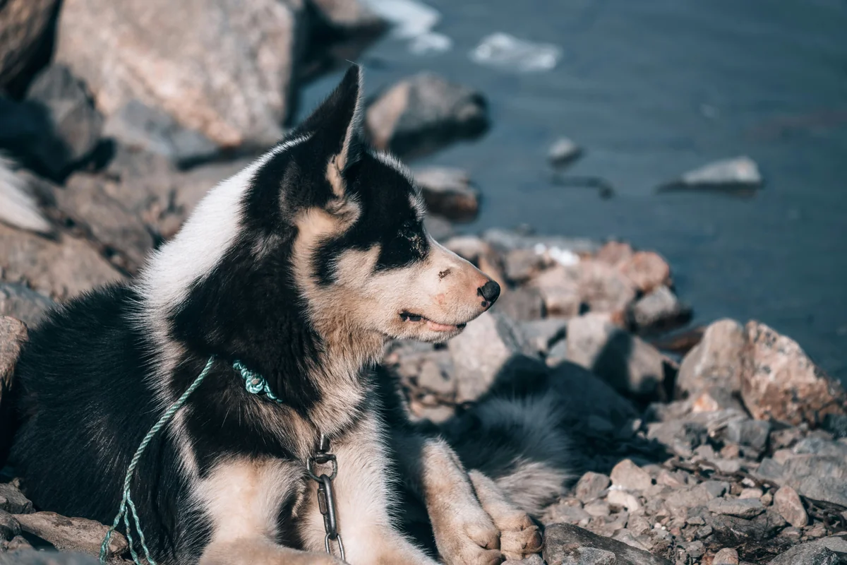black and white siberian husky - viking dog names