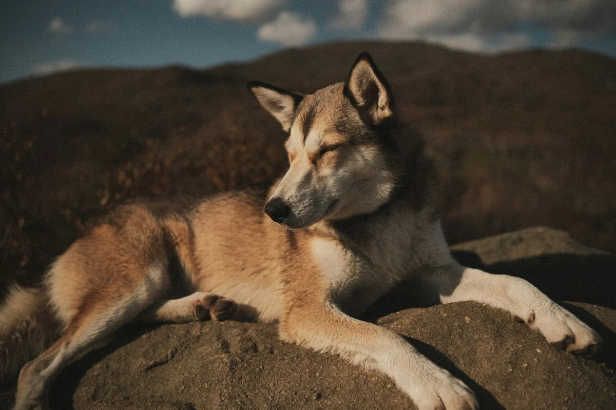 A brown and white dog laying on top of a rock - viking dog names