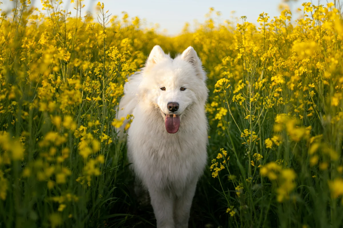 a white dog standing in a field of yellow flowers - white dog names girl