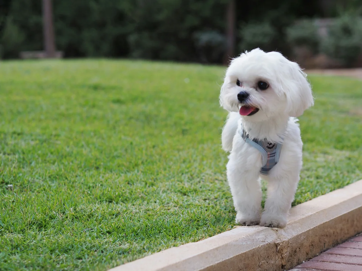Maltese Puppy - white dog names girl
