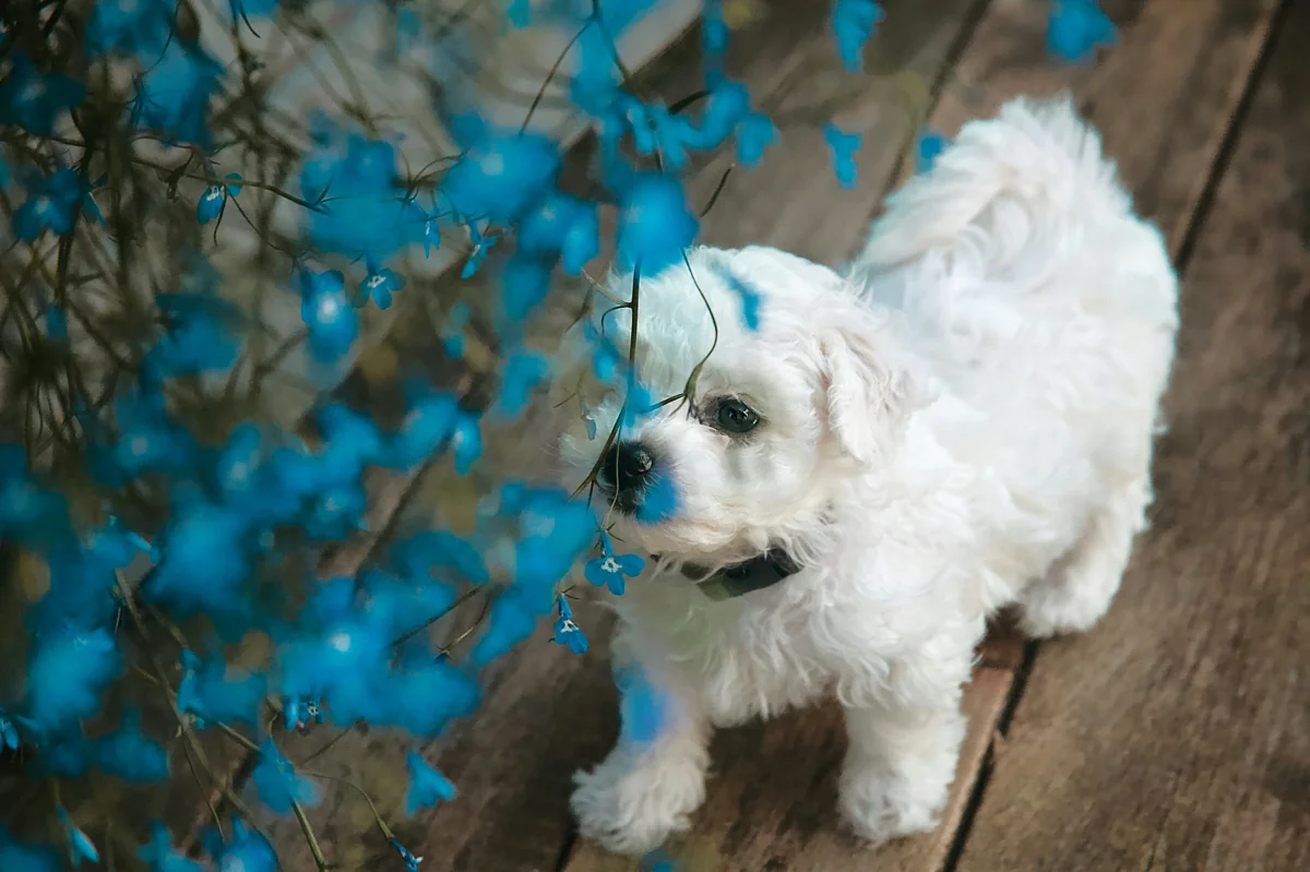White puppy next to blue flowers. Dog breed; Bichon Frisé. - white dog names girl