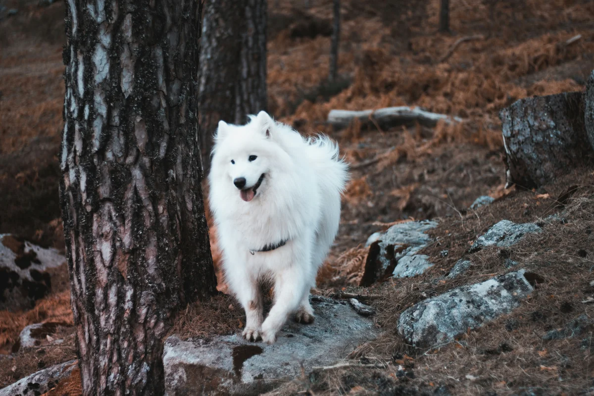 What a gorgeous doggy huh? - white dog names girl