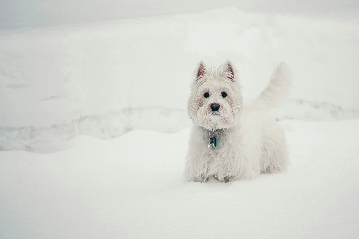 My dog has finally found an environment where he can exploit his natural camouflage. - white dog names girl