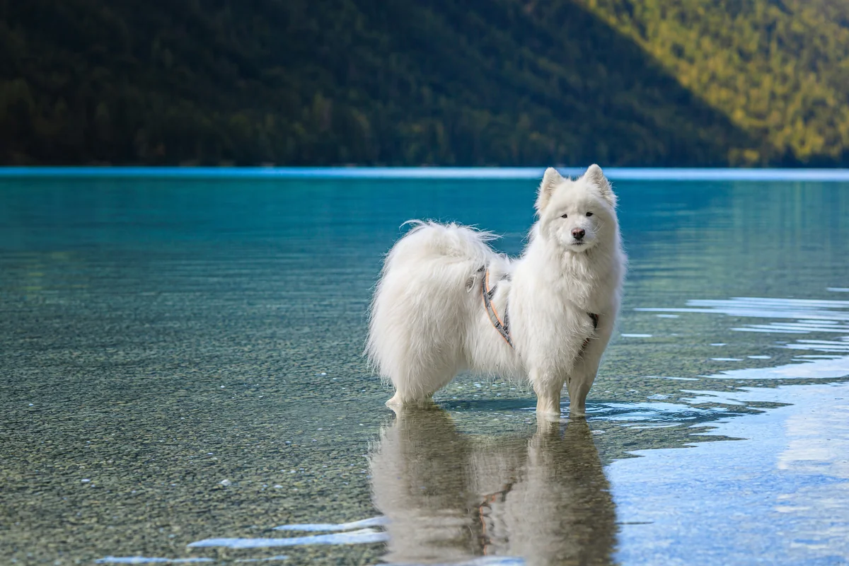 White dog standing in clear blue lake water - white dog names girl