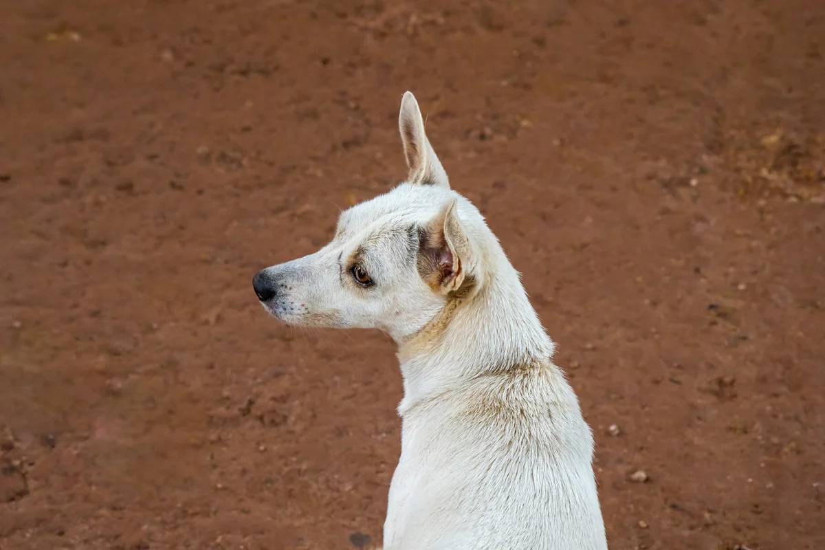 Man's best friend. - white dog names girl