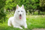 White dog names girl: Best white dog names girl: 250+ - white dog names girl