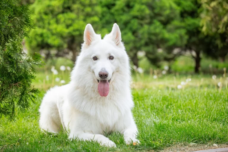 white dog names girl: Best white dog names girl: 250+