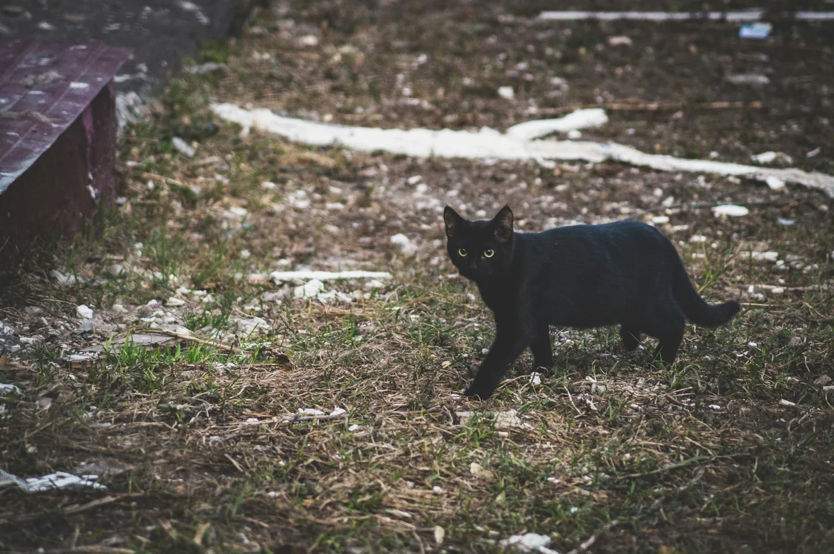 black cat walking on grass near wooden board - witchy cat names