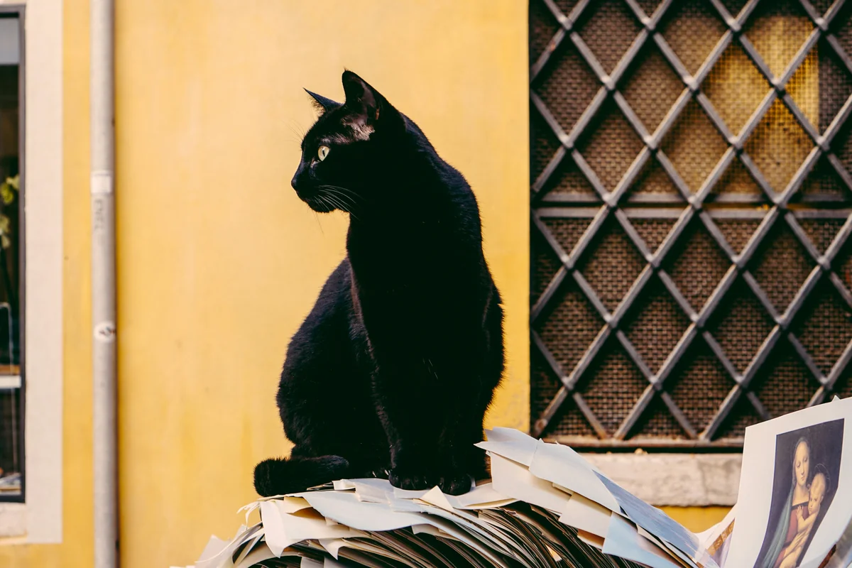 Saw this guy posing outside of a bookshop in Venice and couldn’t help but take a quick snap, he seemed pretty happy to oblige! - witchy cat names