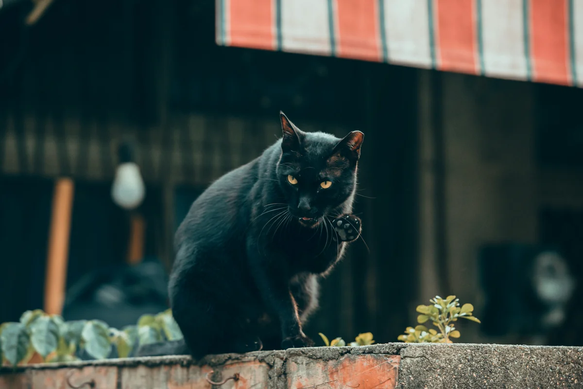cat on the street - witchy cat names