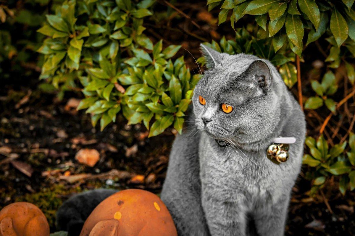 Cat in lawn - witchy cat names
