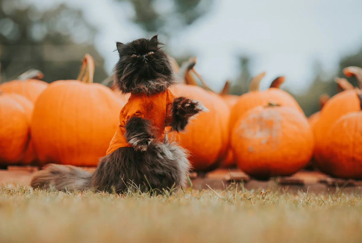 A black persian cat sitting among pumpkins for Halloween / autumn.  - witchy cat names
